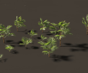 Chuniophoenix hainanensis - Hainan fan palm 03