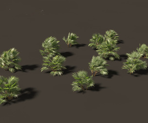 Chuniophoenix hainanensis - Hainan fan palm 04