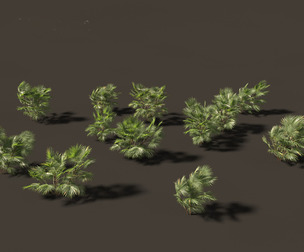 Chuniophoenix hainanensis - Hainan fan palm 05