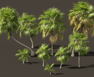 Cryosophila warscewiczii - Palma de Escoba 01