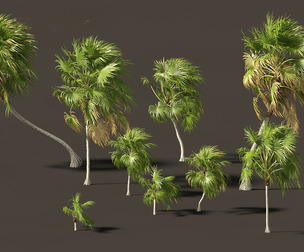 Cryosophila warscewiczii - Palma de Escoba 02