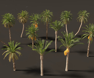 Phoenix dactylifera - Date palm 01