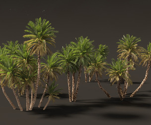 Phoenix dactylifera - Date palm 02