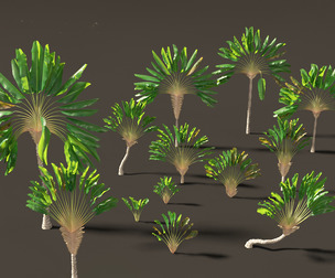 Ravenala madagascariensis - Travellers Palm