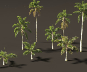 Syagrus sancona - Columbian Foxtail Palm 01