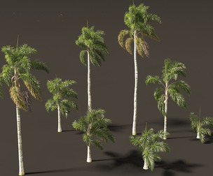 Syagrus sancona - Columbian Foxtail Palm 02