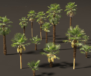 Trachycarpus fortunei - windmill palm