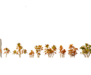 Codiaeum Variegatum - croton 01