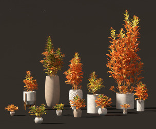 Codiaeum Variegatum - croton 02