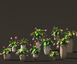 Medinilla Magnifica - rose grape