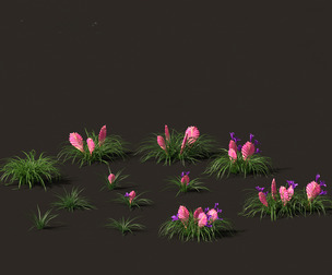 Tillandsia Cyanea - Pink quill 01