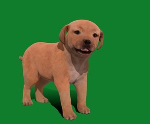 Golden Retriever Puppy Dog
