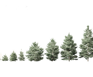 Abies concolor - white fir