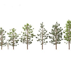 Araucaria cunninghamii - the Hoop Pine 01