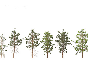Araucaria cunninghamii - the Hoop Pine 02