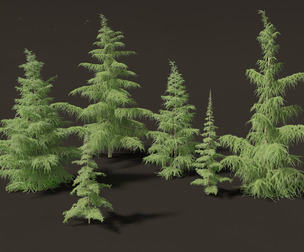 Cedrus deodara - deodar cedar 01