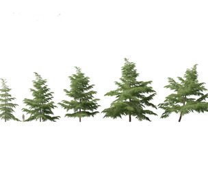 Cedrus deodara - deodar cedar 02
