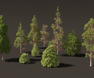 cryptomeria japonica - Japanese cedar