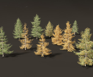 Larix decidua - European larch