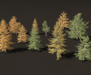 Larix kaempferi - Japanese larch