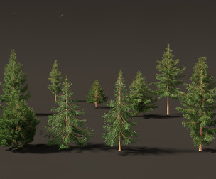 Picea rubens - Red spruce