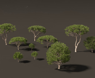 Pinus pinea - Stone pine