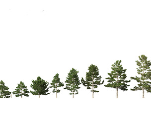 Pinus strobus - Eastern white pine
