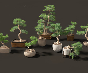 Podocarpus macrophyllus - Buddhist Pine 01