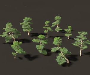 Podocarpus macrophyllus - Buddhist Pine 02