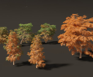 Taxodium mucronatum - Montezuma bald cypress 01