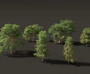 Taxodium mucronatum - Montezuma bald cypress 02