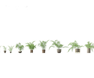 Asparagus setaceus - Asparagus fern