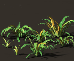 Asplenium australasicum - Birds Nest Fern