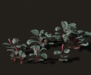 Calathea veitchiana - Calathea Medallion 01