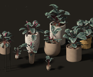 Calathea veitchiana - Calathea Medallion 02