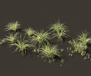Chlorophytum comosum - Spider plant 01