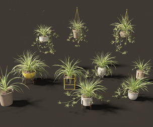 Chlorophytum comosum - Spider plant 02