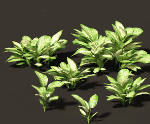 Dieffenbachia seguine - Dumb Cane 01