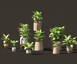 Dieffenbachia seguine - Dumb Cane 02
