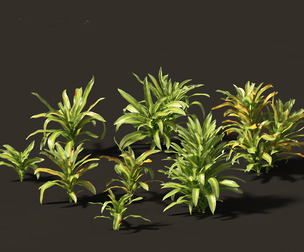 Dracaena fragrans - striped dracaena 01