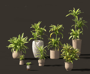 Dracaena fragrans - striped dracaena 02