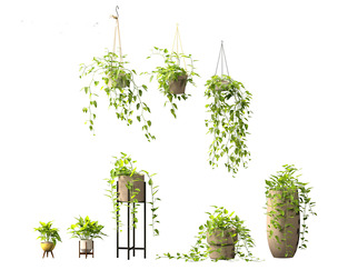 Epipremnum aureum - Rattan Plant