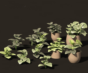 Fittonia albivenis - nerve plant