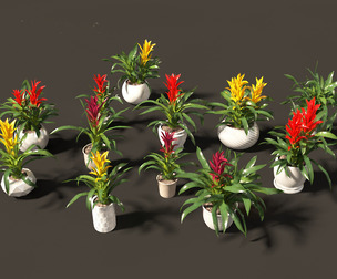 Guzmania - Scarlet star