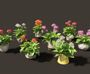 Kalanchoe blossfeldiana - Christmas Kalanchoe