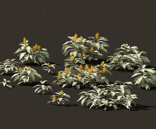 Kudoacanthus albonervosa - Zebra plant 01