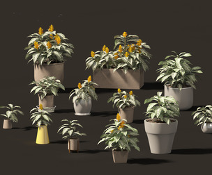 Dracaena fragrans - striped dracaena 02