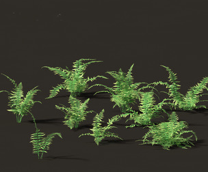 Microlepia strigosa -hay-scented fern 01