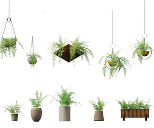 Microlepia strigosa -hay-scented fern 02