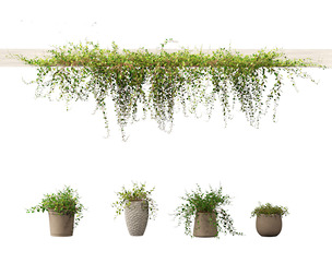 Muehlewbeckia complera - Pohuehue